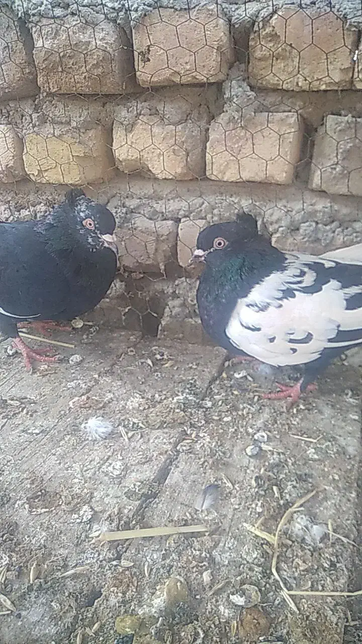 سینه سیاه|پرنده|پیر بکران, |دیوار