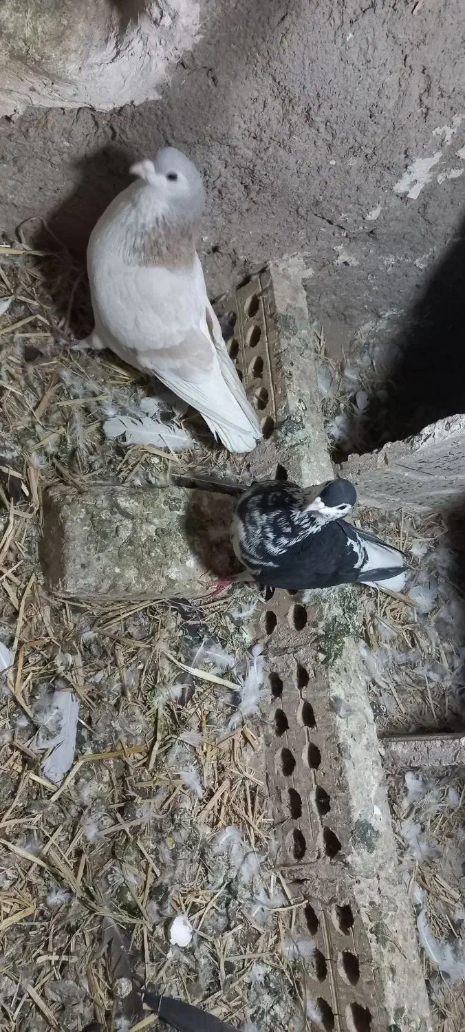 یک جفت کبوتر صده|پرنده|سبزوار, سجاد|دیوار