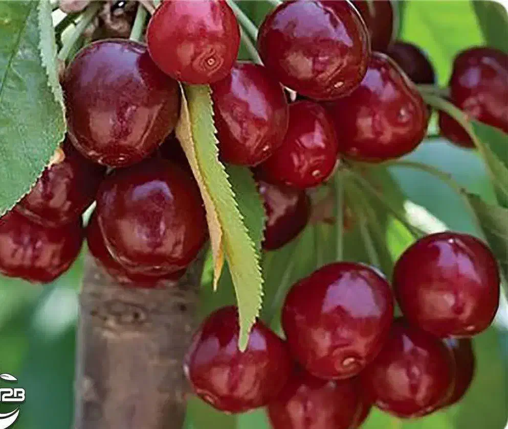 تولید و عرضه نهال آلبالو بوترمو|خدمات باغبانی و درختکاری|بدره, |دیوار