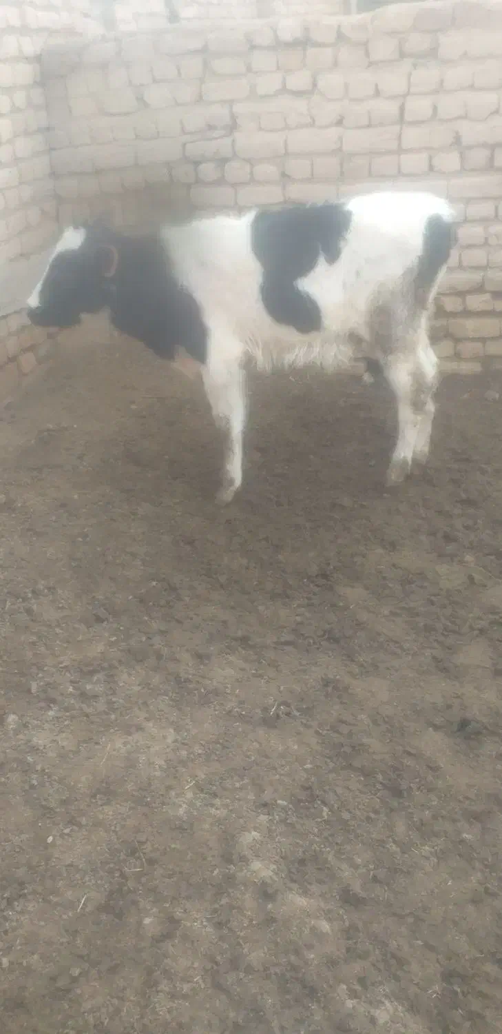 گوسالهنر|حیوانات مزرعه|دشتابی, |دیوار