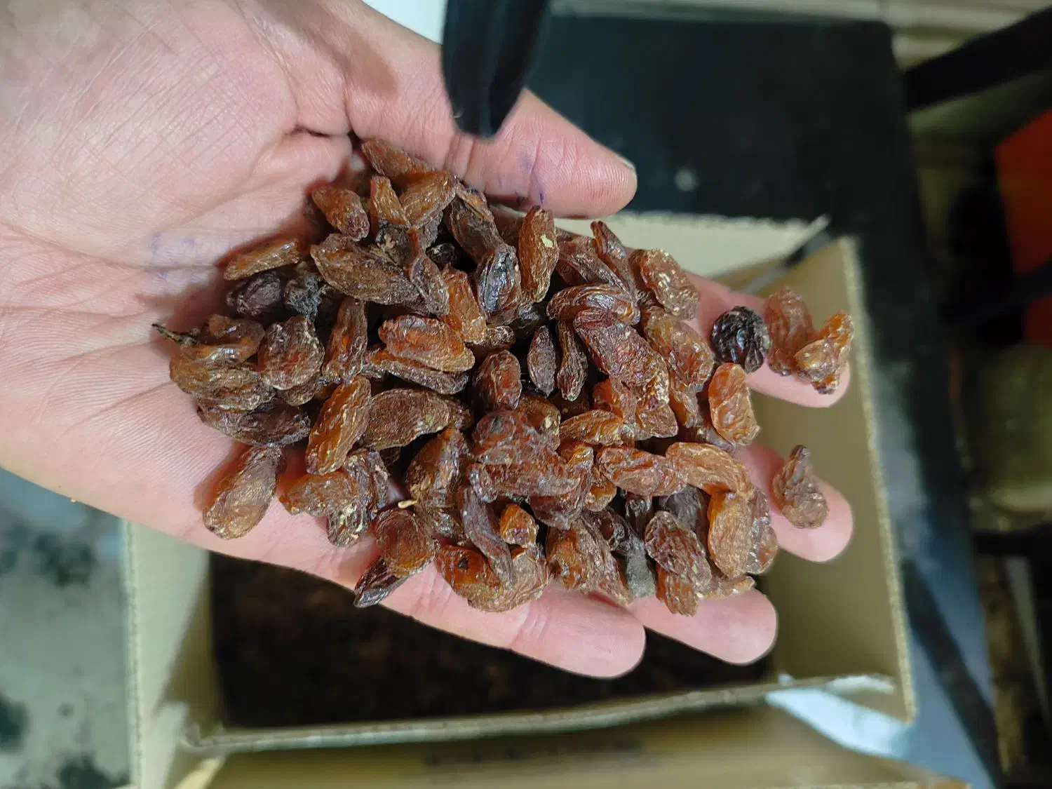 کشمش کاشمر آفتابی درجه یک|خوردنی و آشامیدنی|تبریز, |دیوار