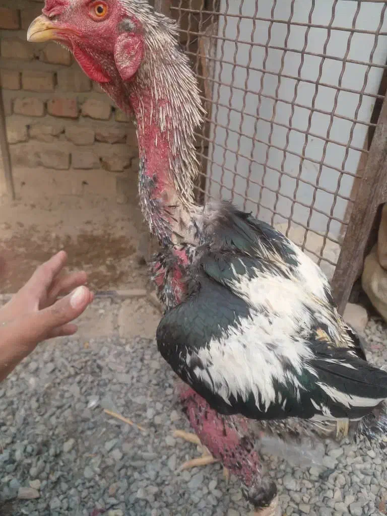 خروس ترک|حیوانات مزرعه|خاش, |دیوار