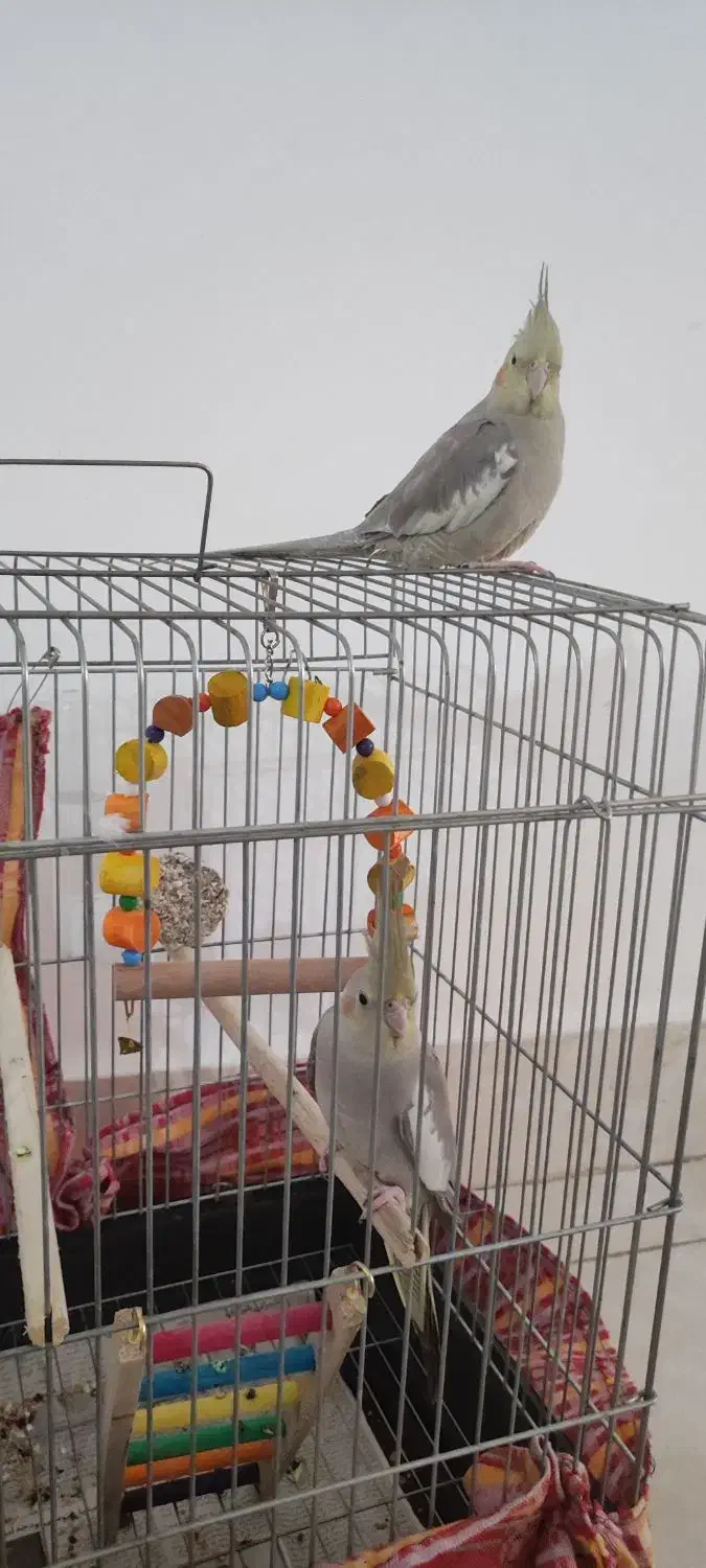 عروس هلندی|پرنده|قم, تعویض پلاک|دیوار