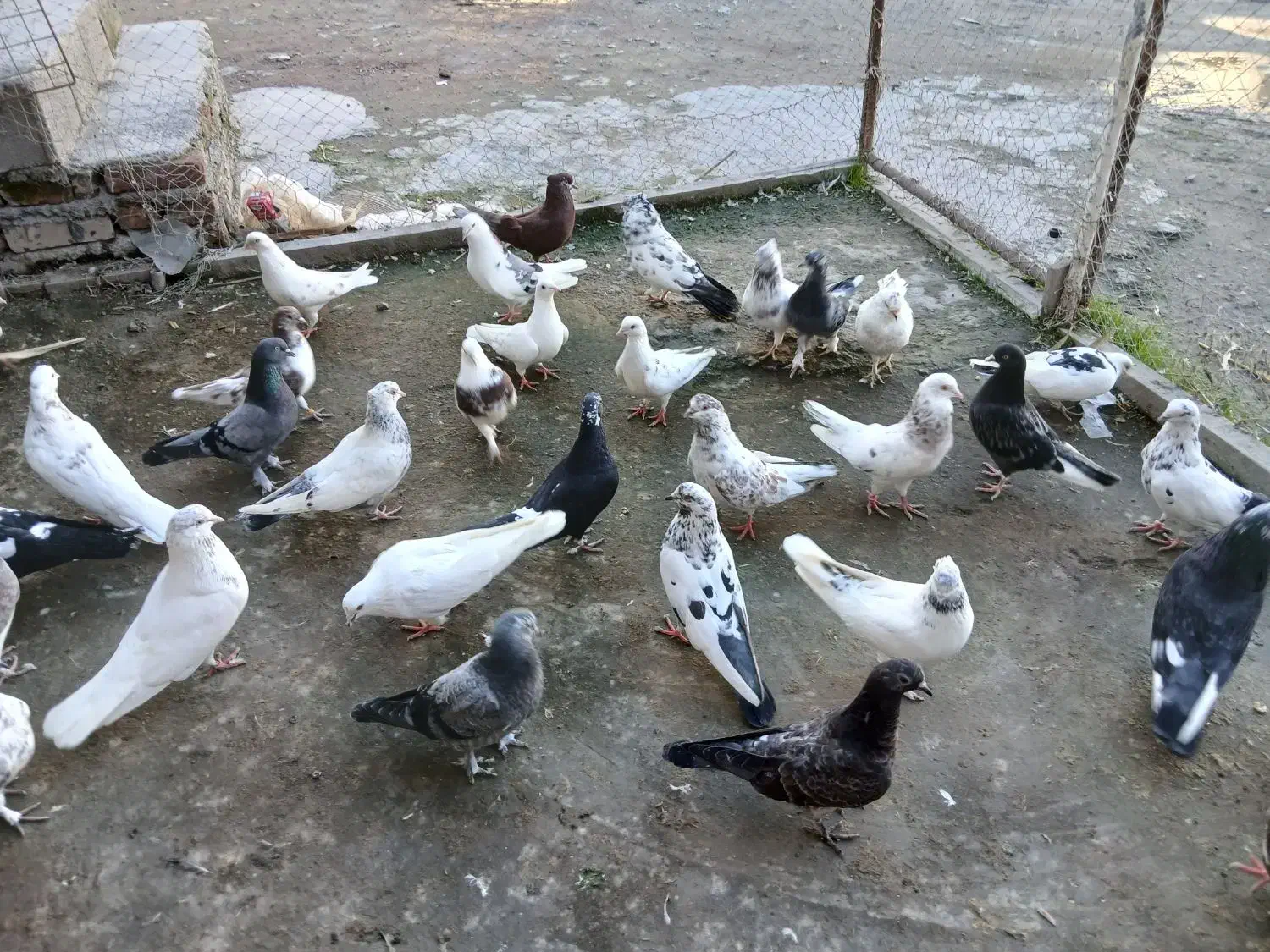 فروش کبوتر یکجا و تکی|پرنده|گمیشان, |دیوار