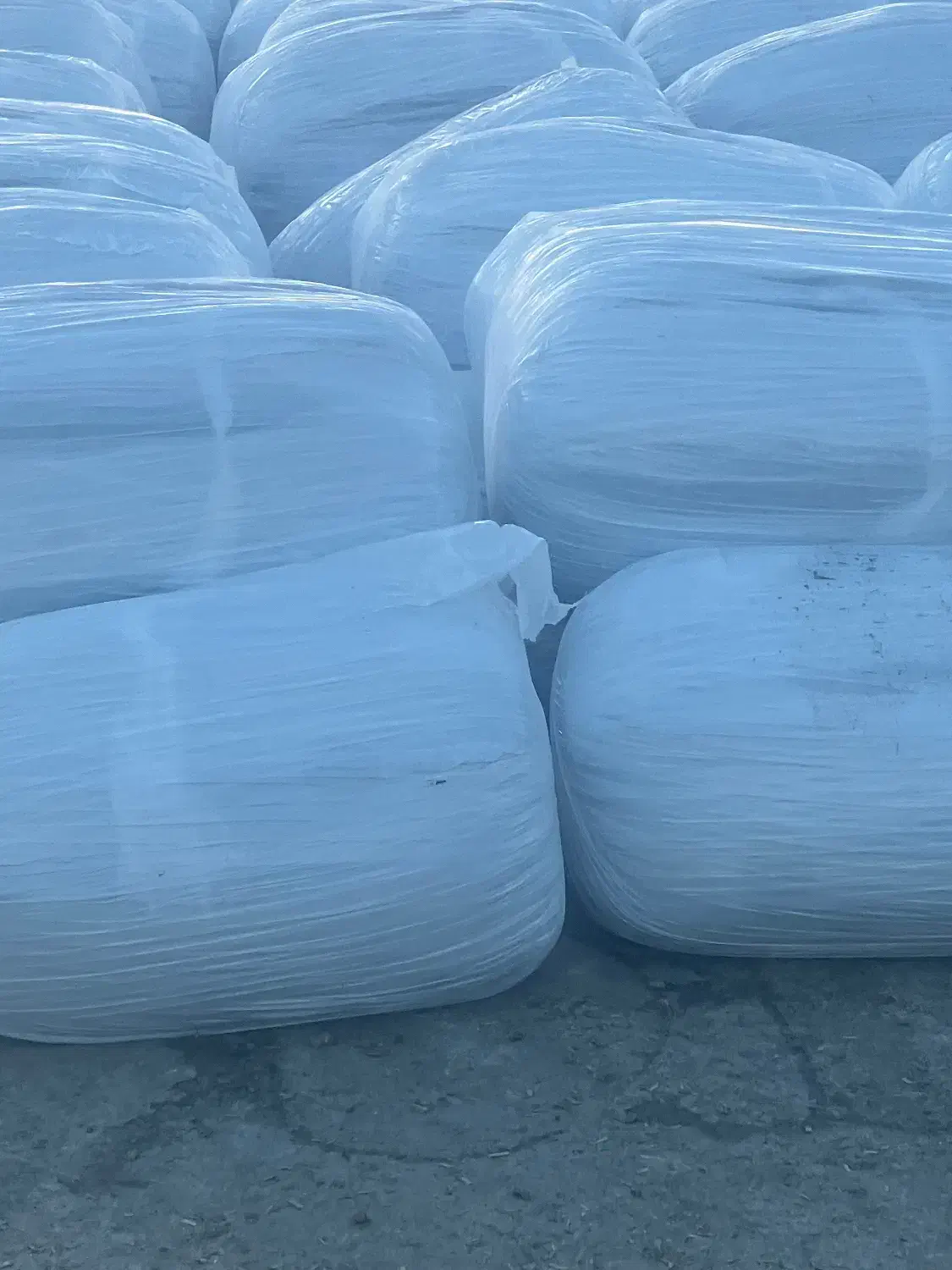 ذرت علوفه تخمیری|لوازم جانبی حیوانات|مرودشت, بیست متری بیمارستان|دیوار