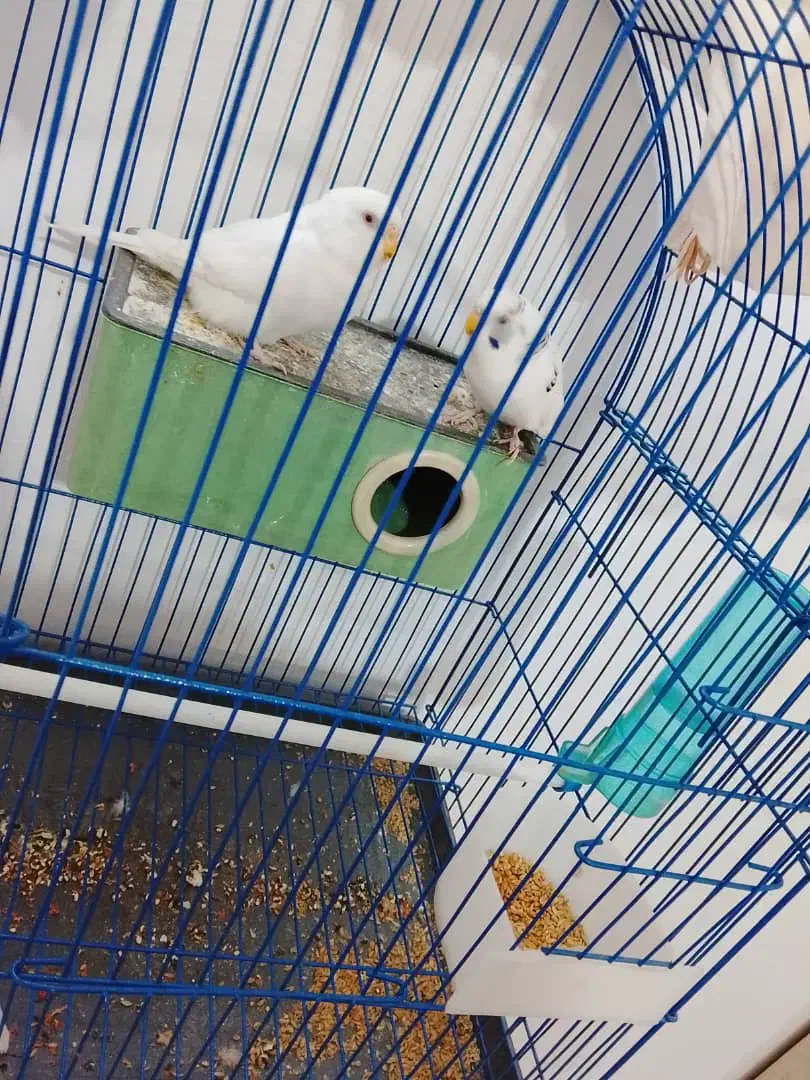 مرغ عشق آماده|پرنده|خوی, |دیوار