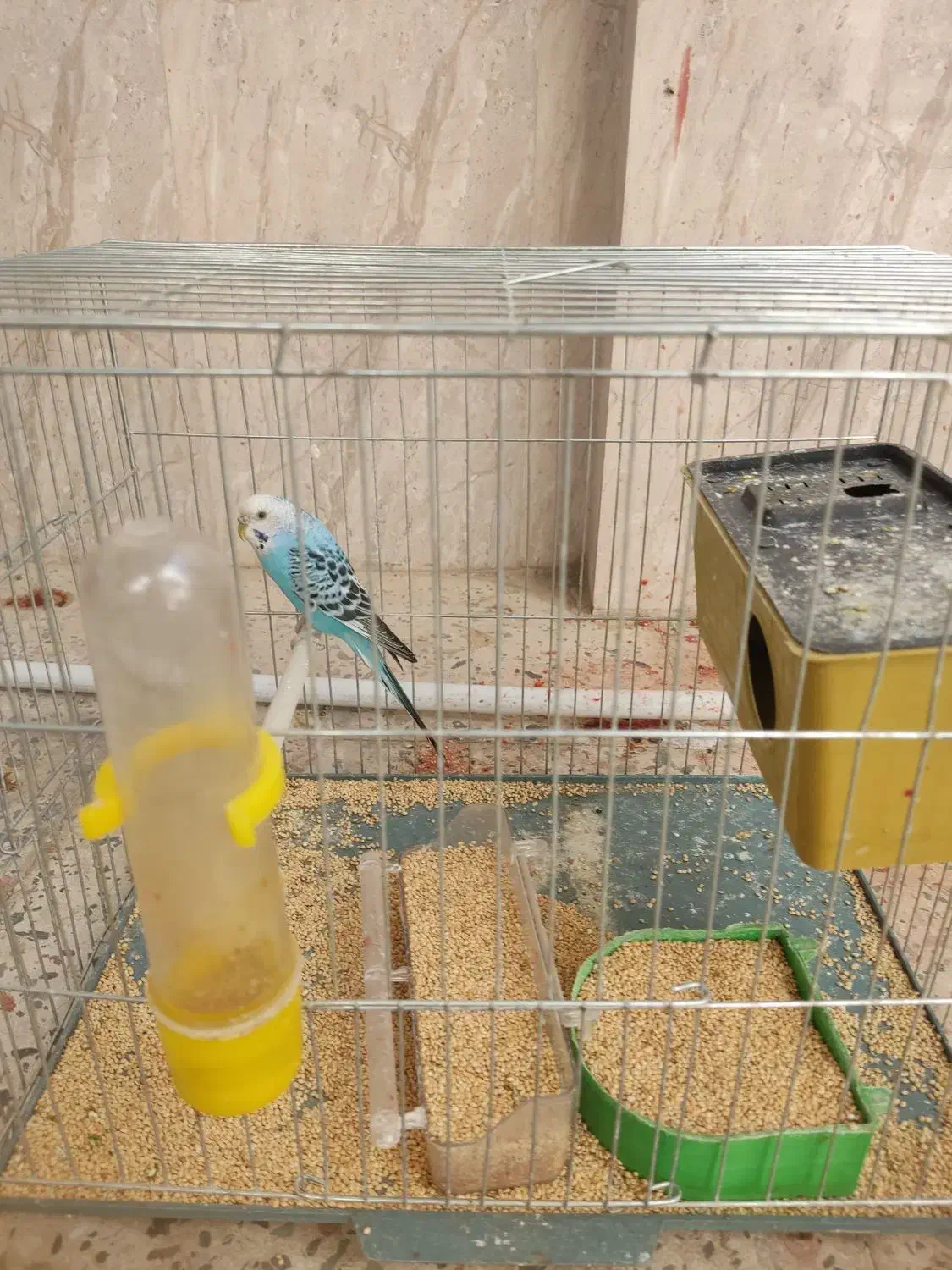 مرغ عشق ماده|پرنده|فسا, |دیوار