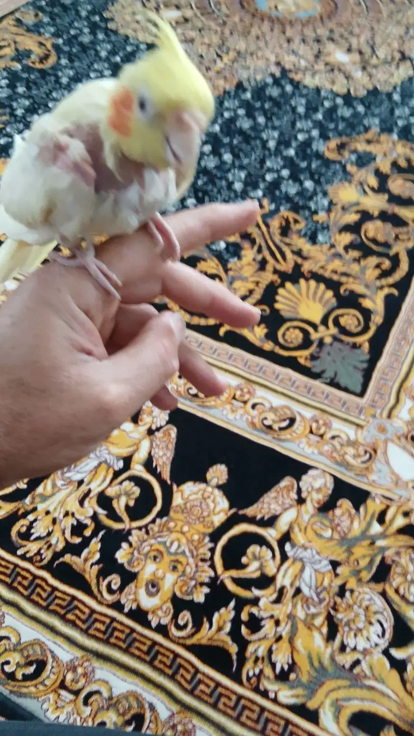 عروس هلندی|پرنده|قم, ولیعصر|دیوار