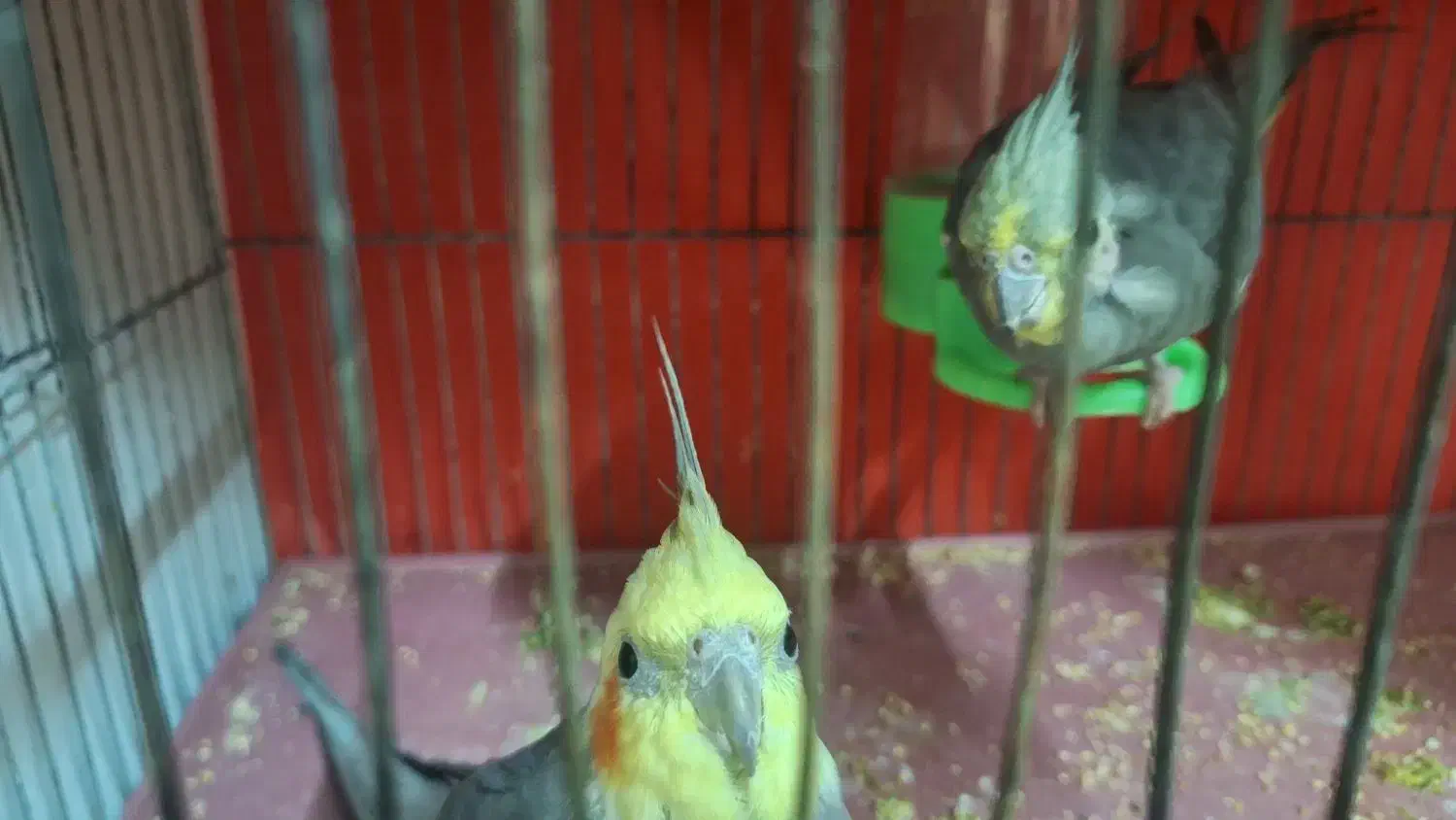 عروس جفت سیامون|پرنده|مشهد, شهید قربانی|دیوار