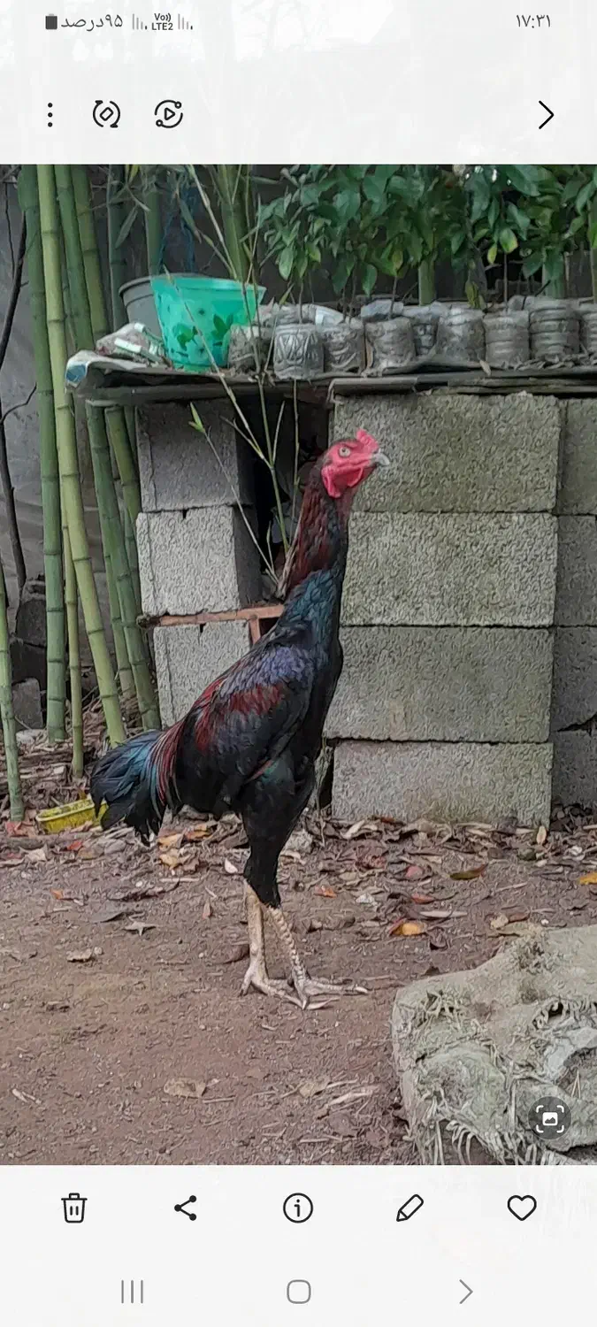 تخم لاری|حیوانات مزرعه|خمام, |دیوار