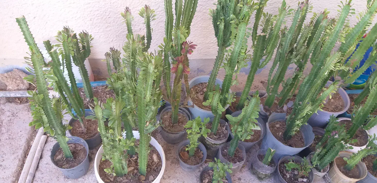 گل افوربیا وسانسوریا|گل و گیاه طبیعی|بوشهر, |دیوار