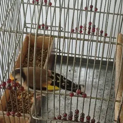 سهره دورگ نر دهن زن|پرنده|شیراز, لب آب|دیوار