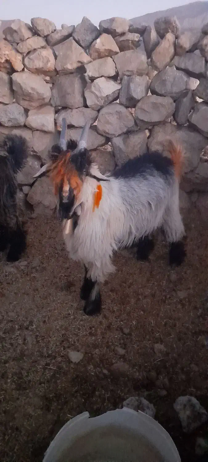 بیگ دوبری و تخمی|حیوانات مزرعه|ایذه, |دیوار