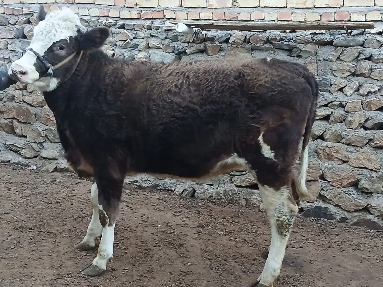 گاو ماده سیمنتال شرابی درجه یک|حیوانات مزرعه|ماهنشان, |دیوار