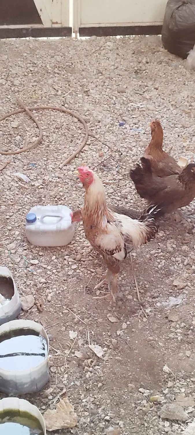 دو مرغ محلی  ویک خورس لاری|حیوانات مزرعه|برازجان, |دیوار