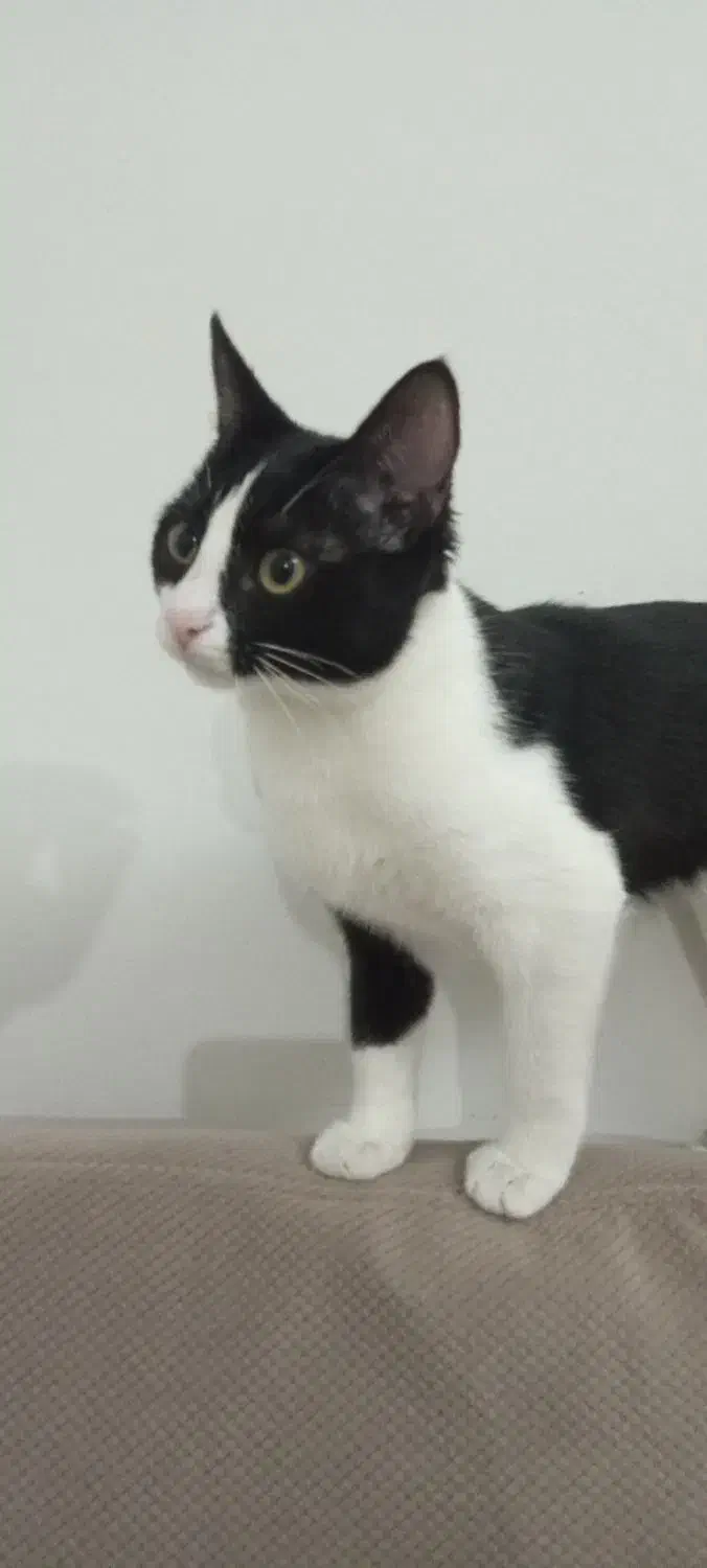 واگذاری گربه|گربه|کرج, شاهینویلا|دیوار