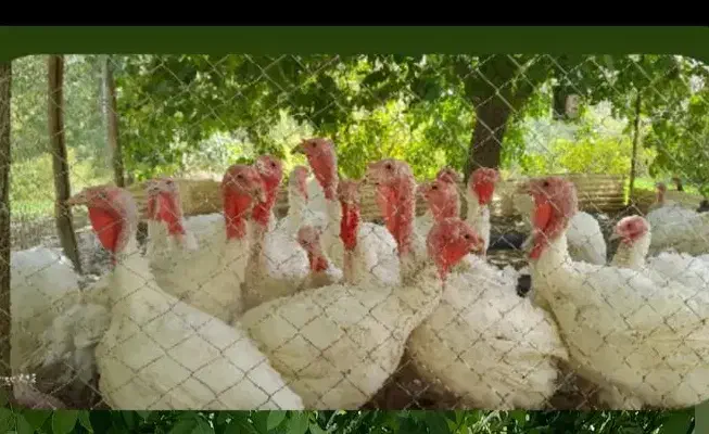 بوقلمون گوشتی|حیوانات مزرعه|سنندج, |دیوار