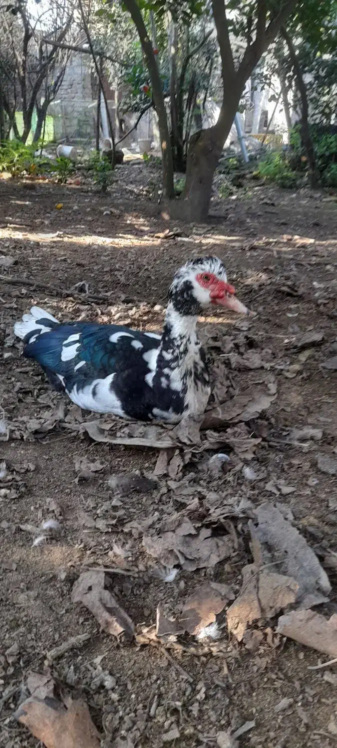 اردک خارجی7ماهه|حیوانات مزرعه|گتاب, |دیوار