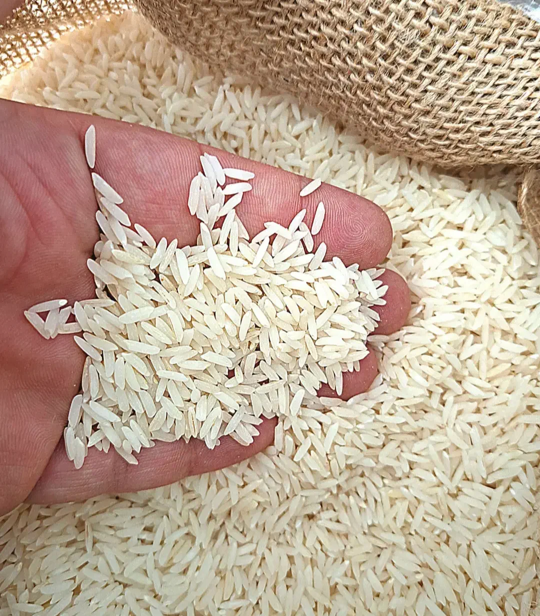 برنج شمال/برنج درجه یک/برنج طارم اعلاء/برنج هاشمی|خوردنی و آشامیدنی|بابل, |دیوار