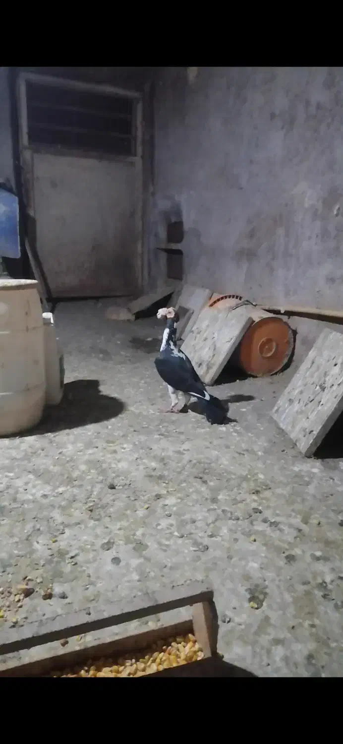 فروش یک جفت کبوتر کاریر اصیل|پرنده|آزادشهر, |دیوار