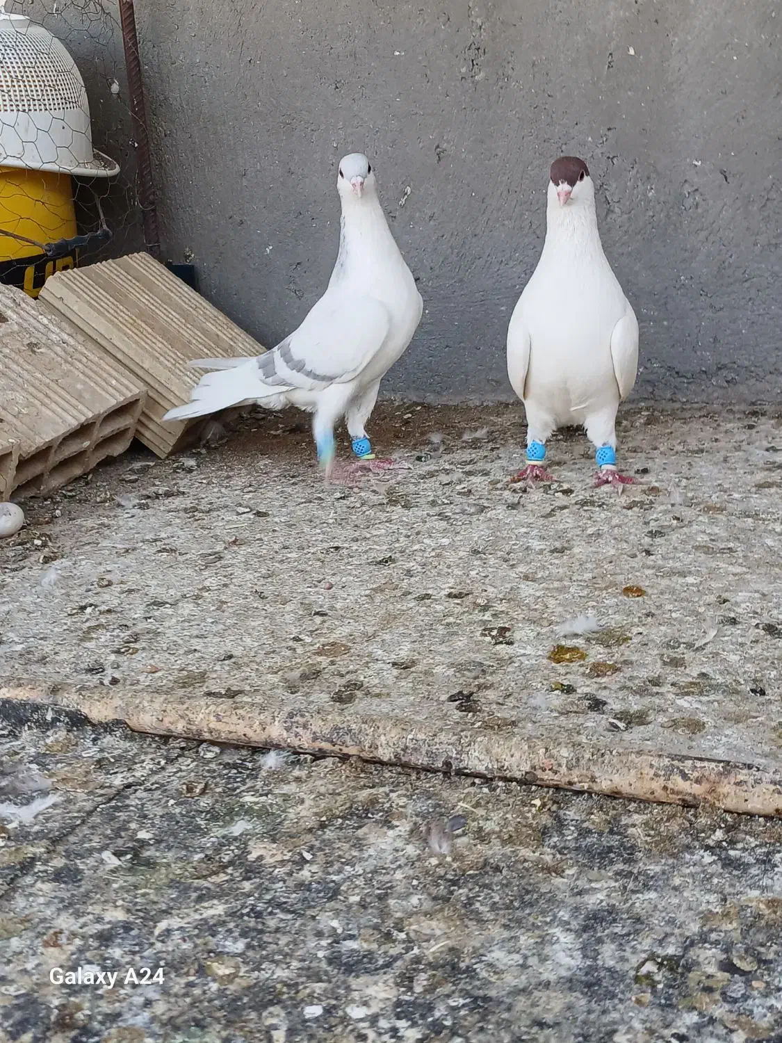 کبوتر رنگی|پرنده|شال, |دیوار