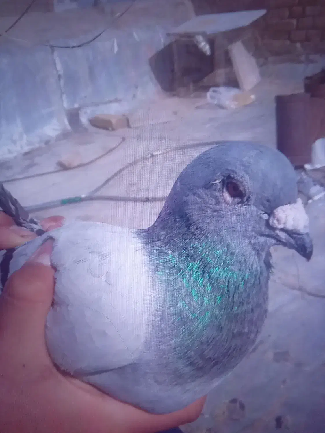 کفتر سبز|حیوانات|سبزوار, قصبه غربی|دیوار