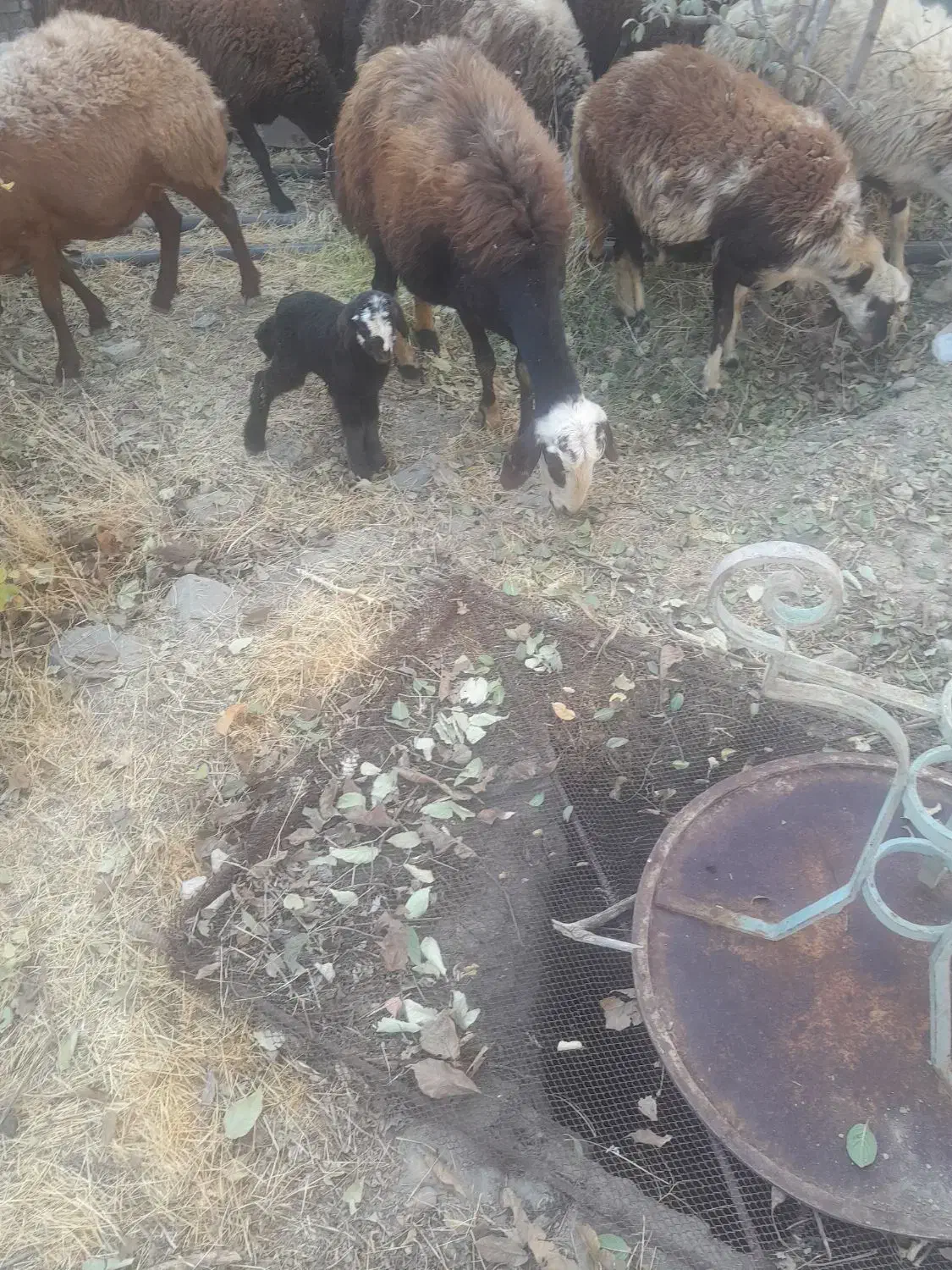 میش و بره و گوسفند|حیوانات مزرعه|خنداب, |دیوار