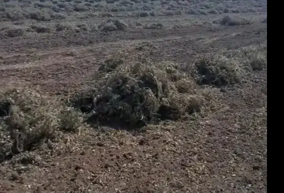 فروش علف بادام|عمده‌فروشی|پارس‌آباد, |دیوار