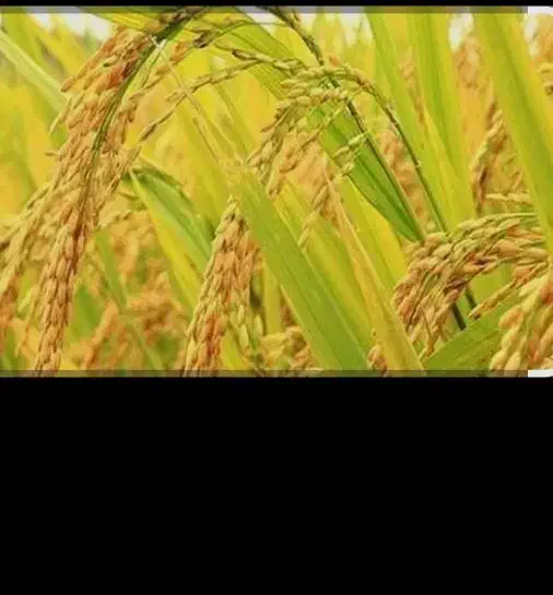 برنج چمپا|خوردنی و آشامیدنی|یاسوج, |دیوار