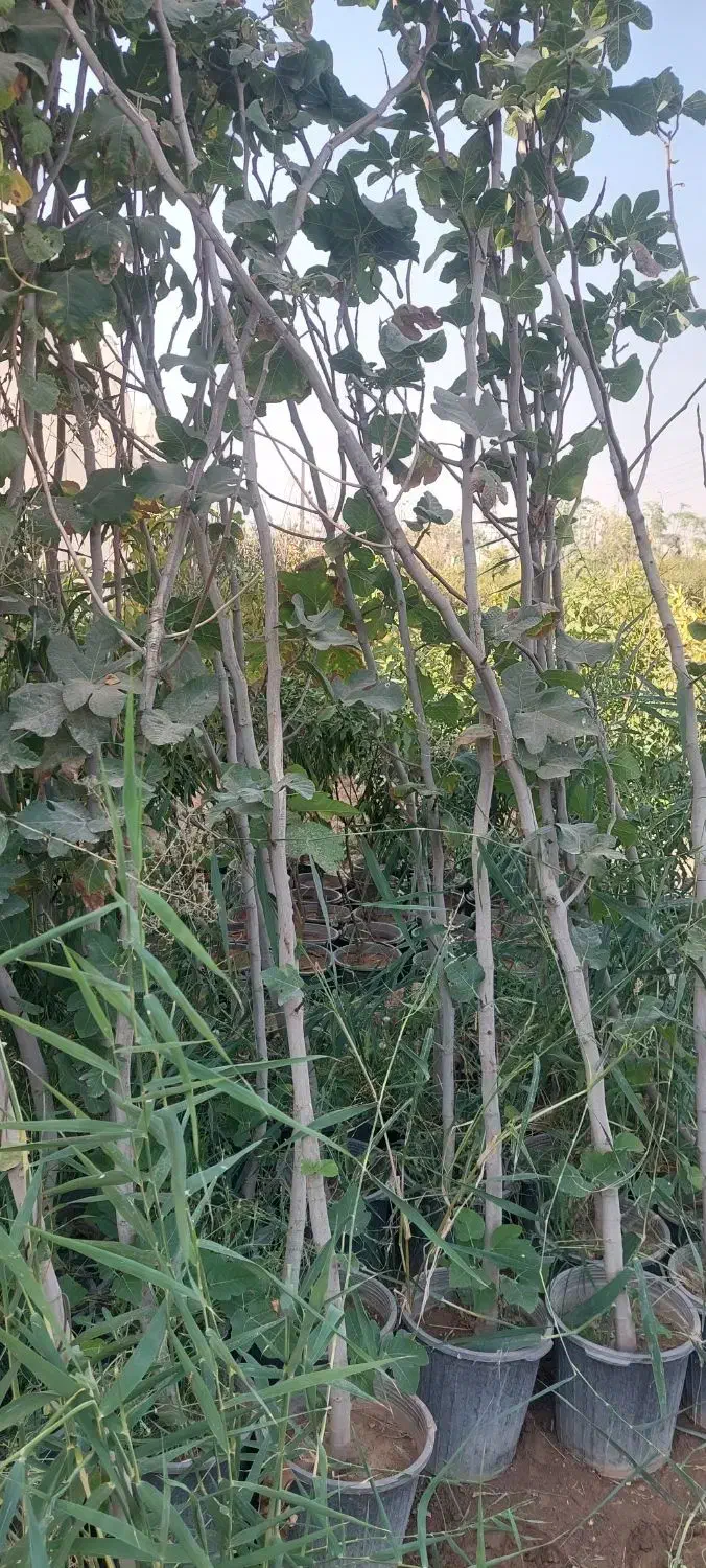 فروش نهال و درخت ودرختچه پروژه ای و جریمه ای|خدمات باغبانی و درختکاری|ورامین, ورامین|دیوار