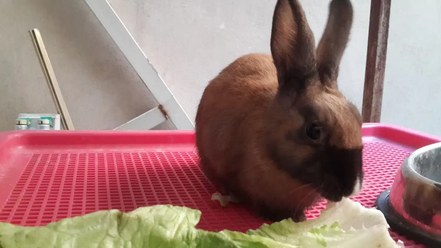 خرگوش|موش و خرگوش|تهران, هفده شهریور|دیوار