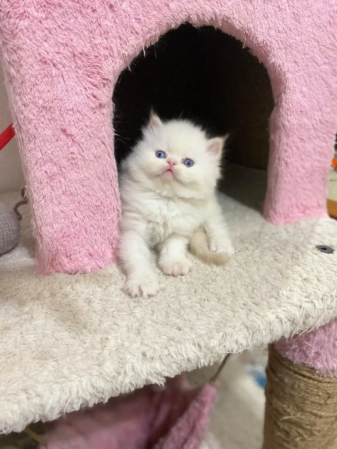 گربه پرشین سفید و بایکالر|گربه|شیراز, معالی‌آباد|دیوار