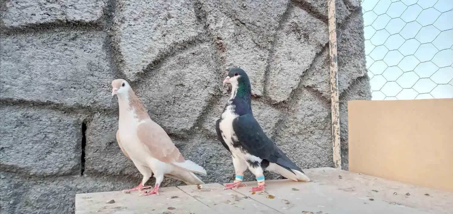 کبوترخوشرنگ|پرنده|زیباشهر, |دیوار