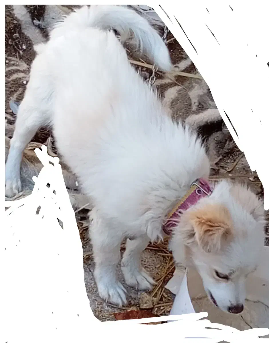 سگ درنظامشهر|سگ|نرماشیر, |دیوار