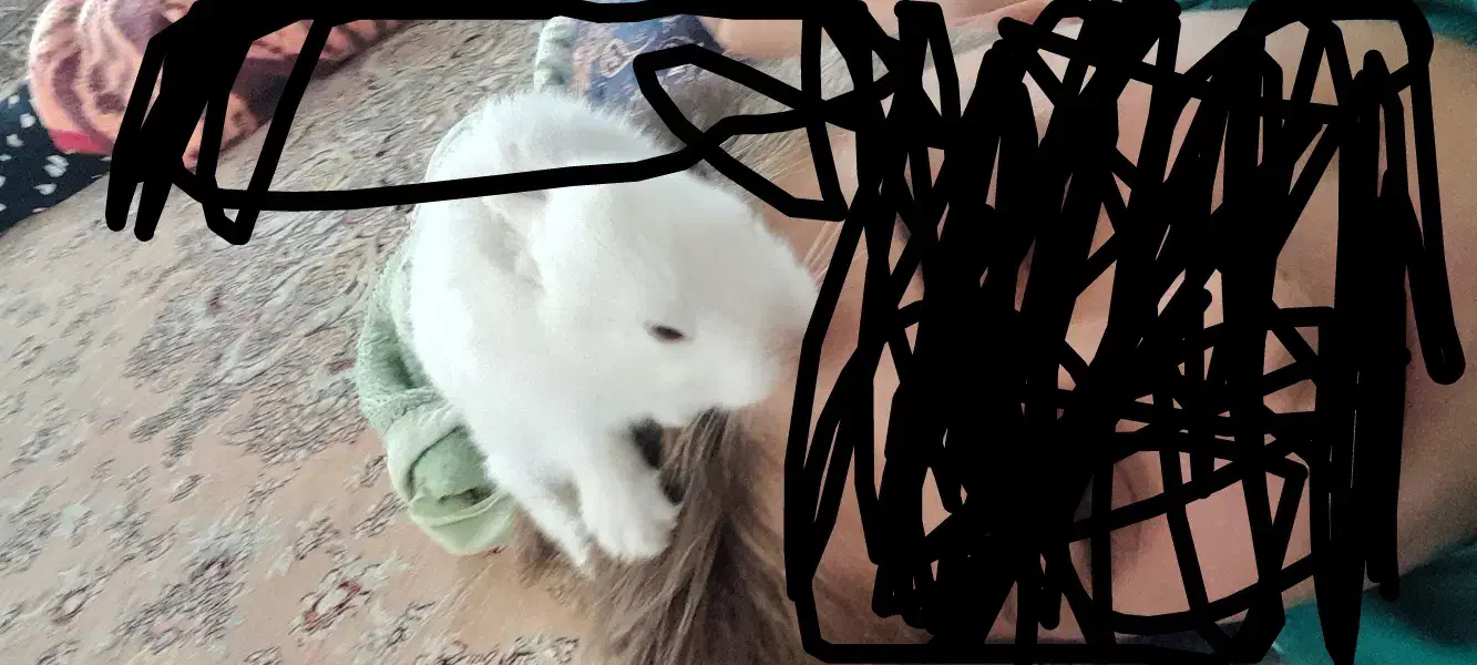 خرگوش هر عددی لازم داشتی داریم|موش و خرگوش|بانه, |دیوار