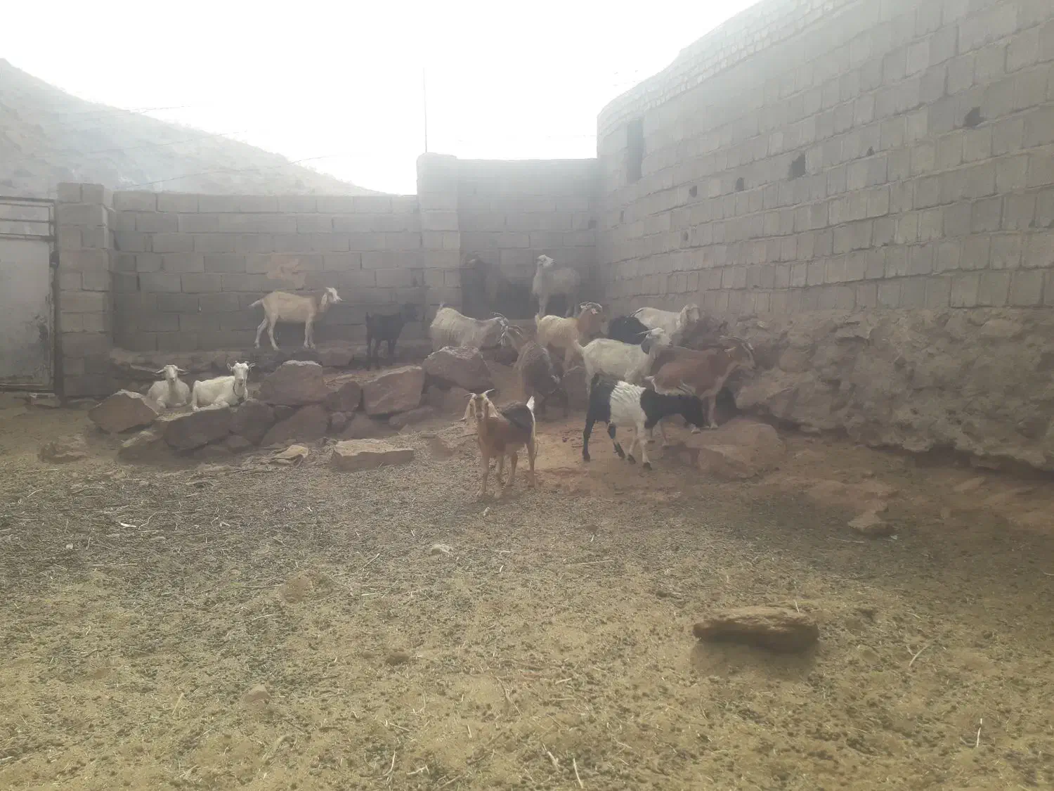 بز کره میش گوسفند|حیوانات مزرعه|کرمان, |دیوار