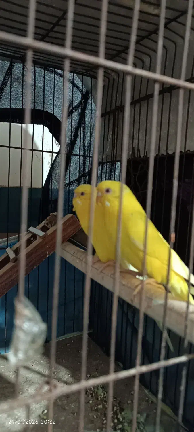 مرغ عشق|پرنده|خرمشهر, |دیوار