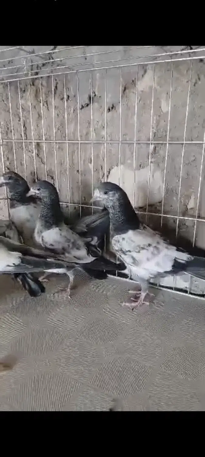 کبوتر چپرا پتی والا.تیدی.|پرنده|رویدر, |دیوار