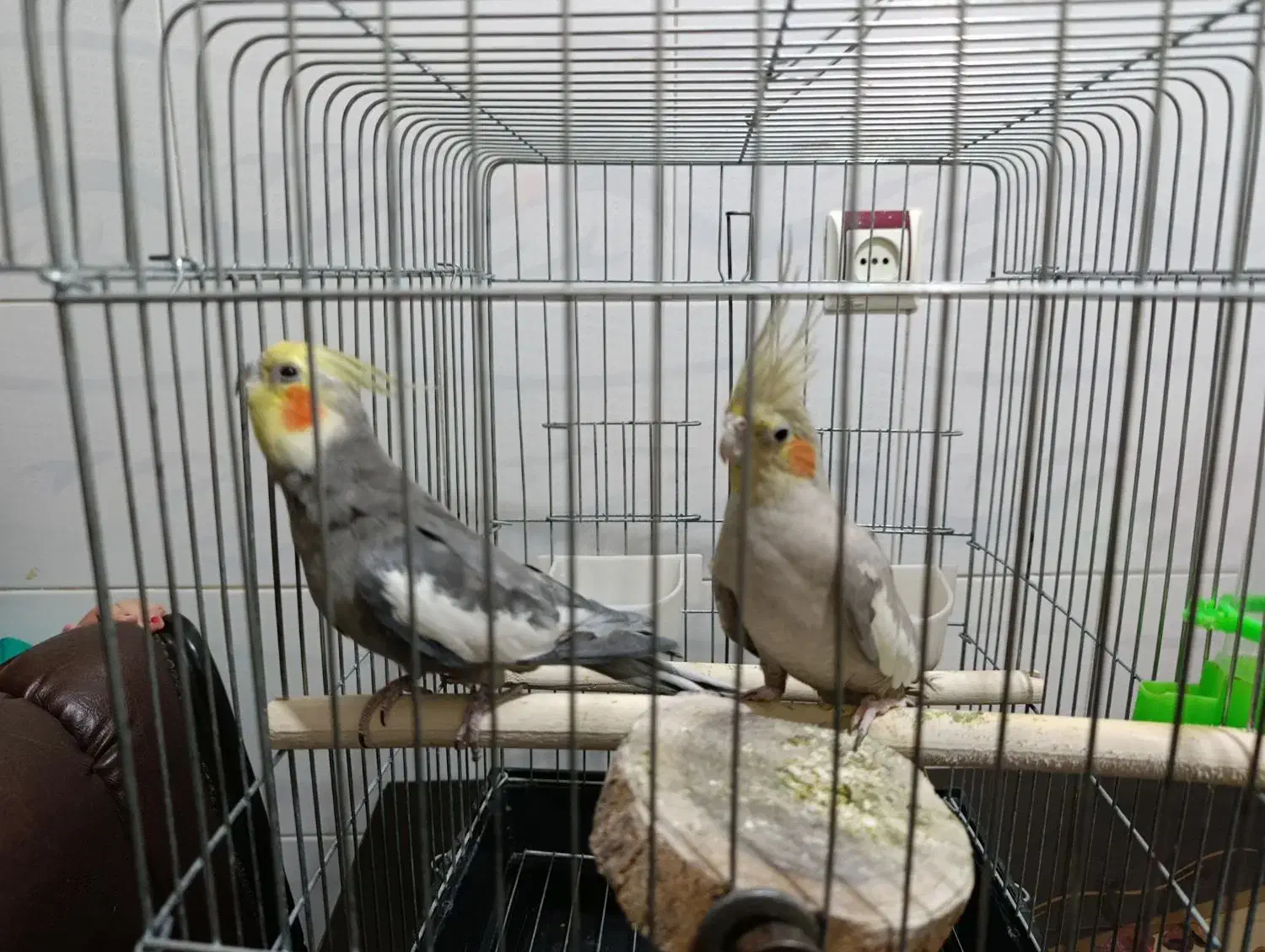 یک جفت پرنده عروس هلندی بالغ|پرنده|محمدیه-قزوین, |دیوار