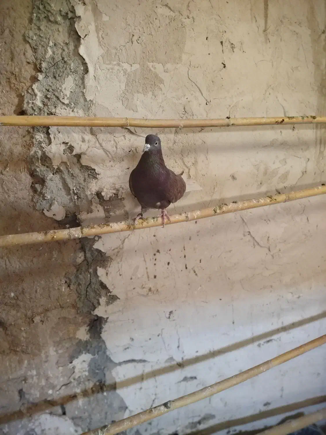 نر قرمزی|پرنده|معصومیه, |دیوار