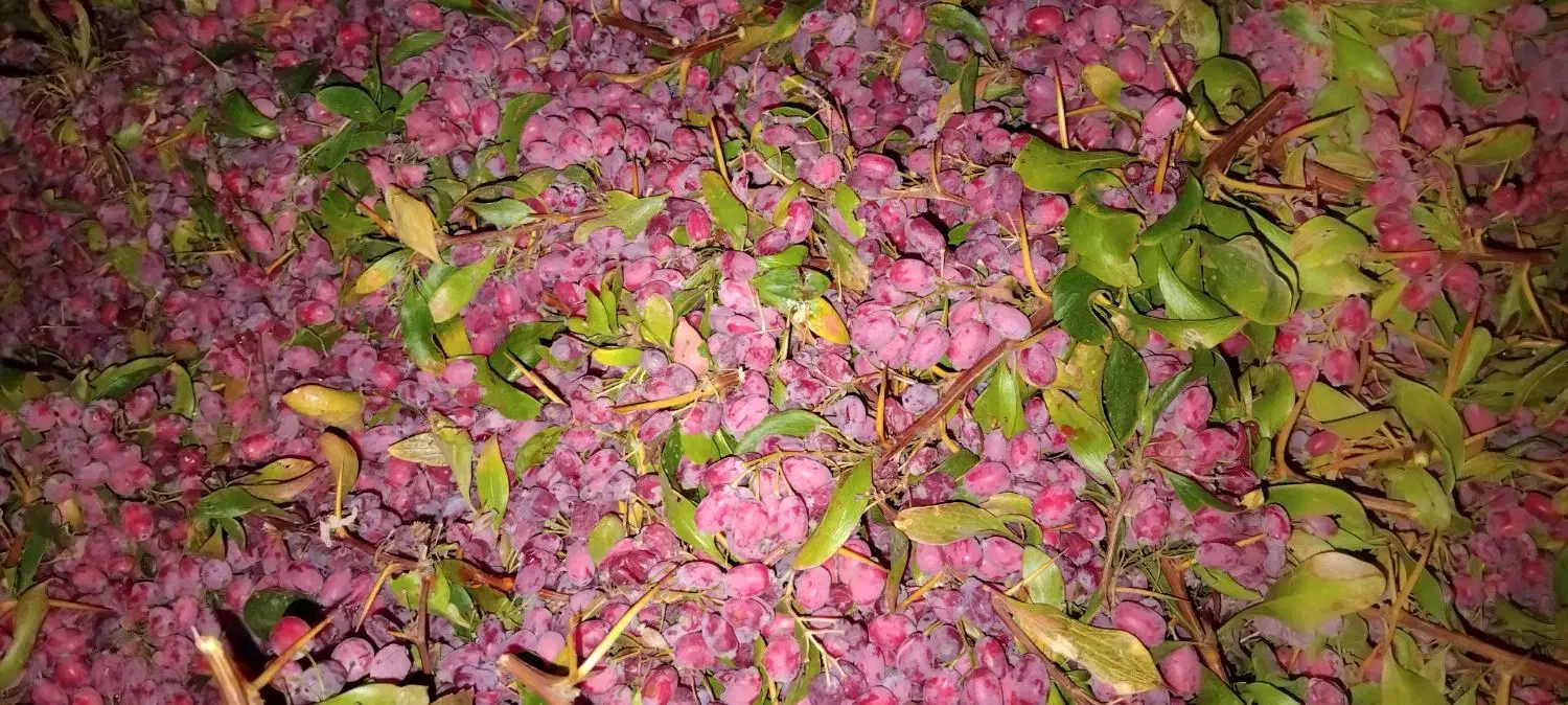 زرشک بیرجند سده|خوردنی و آشامیدنی|تربتحیدریه, فرمانداری|دیوار