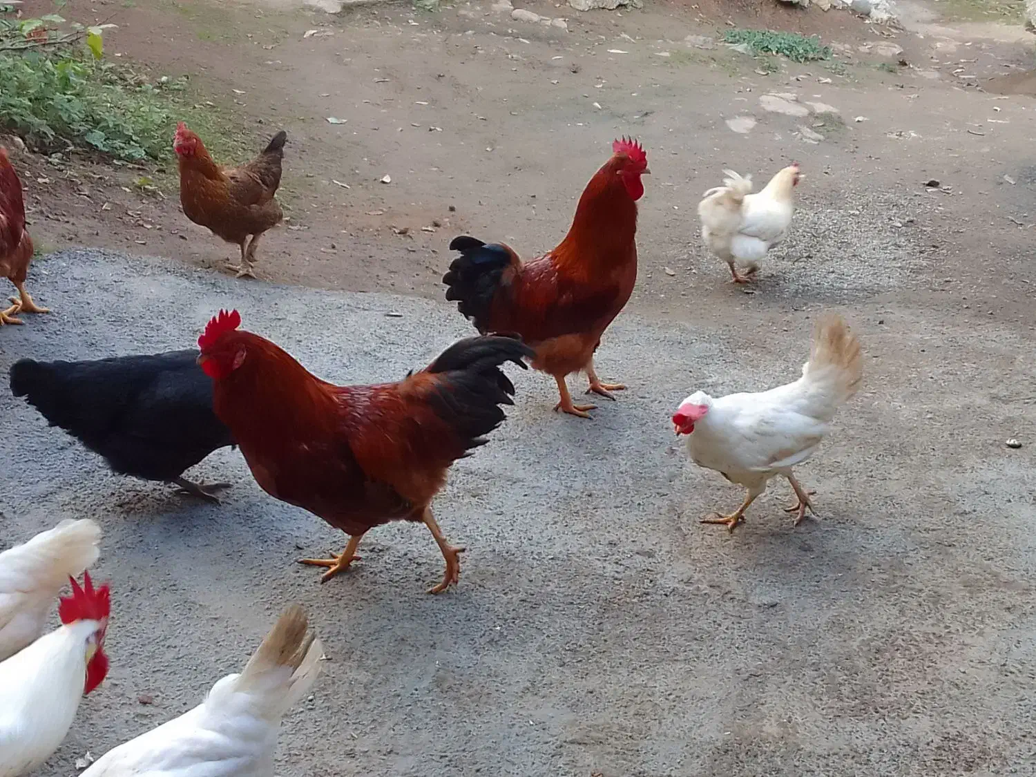 خروس محلی|حیوانات مزرعه|آستارا, |دیوار