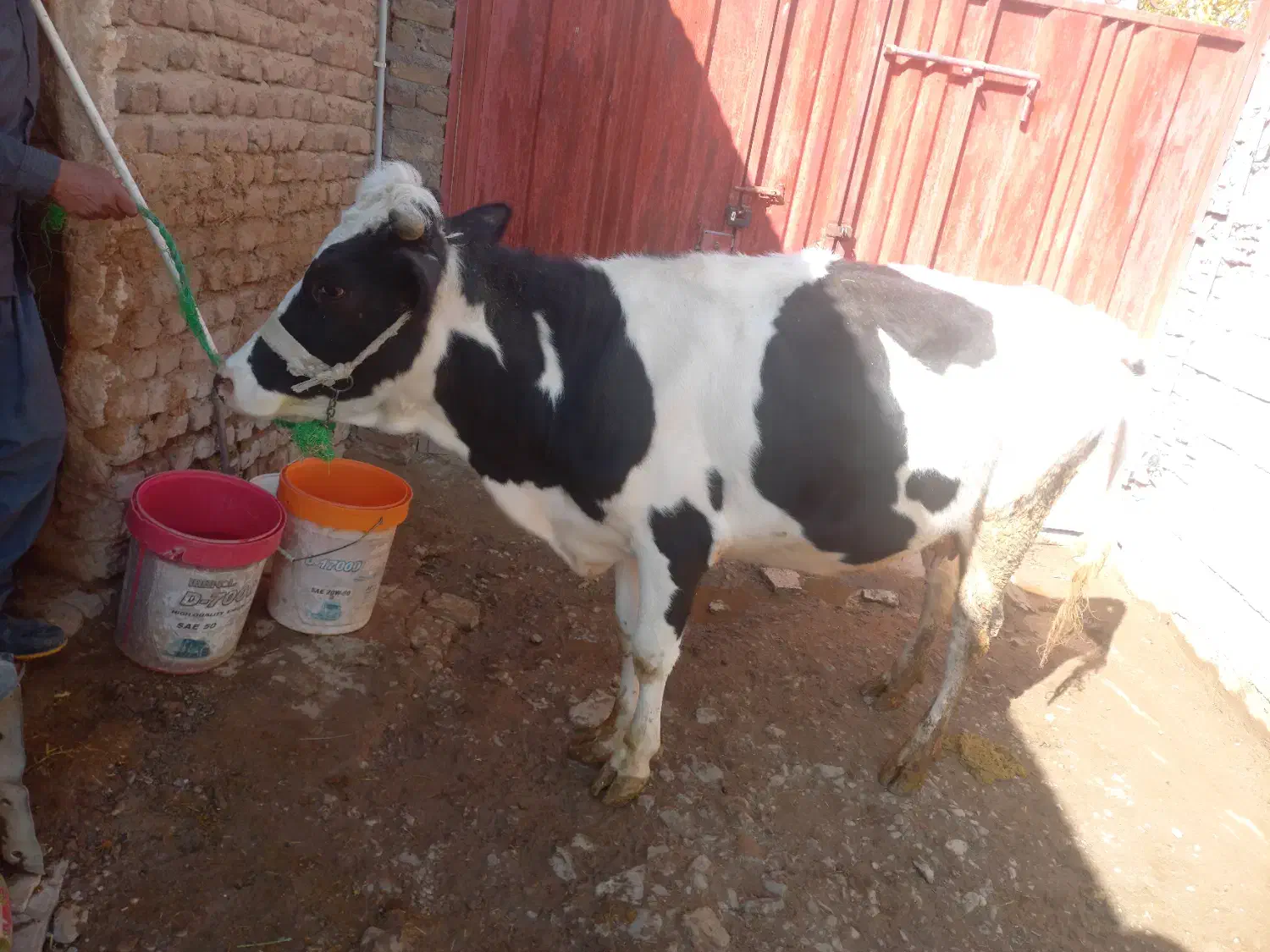 گاوگوساله|حیوانات مزرعه|بروجرد, |دیوار