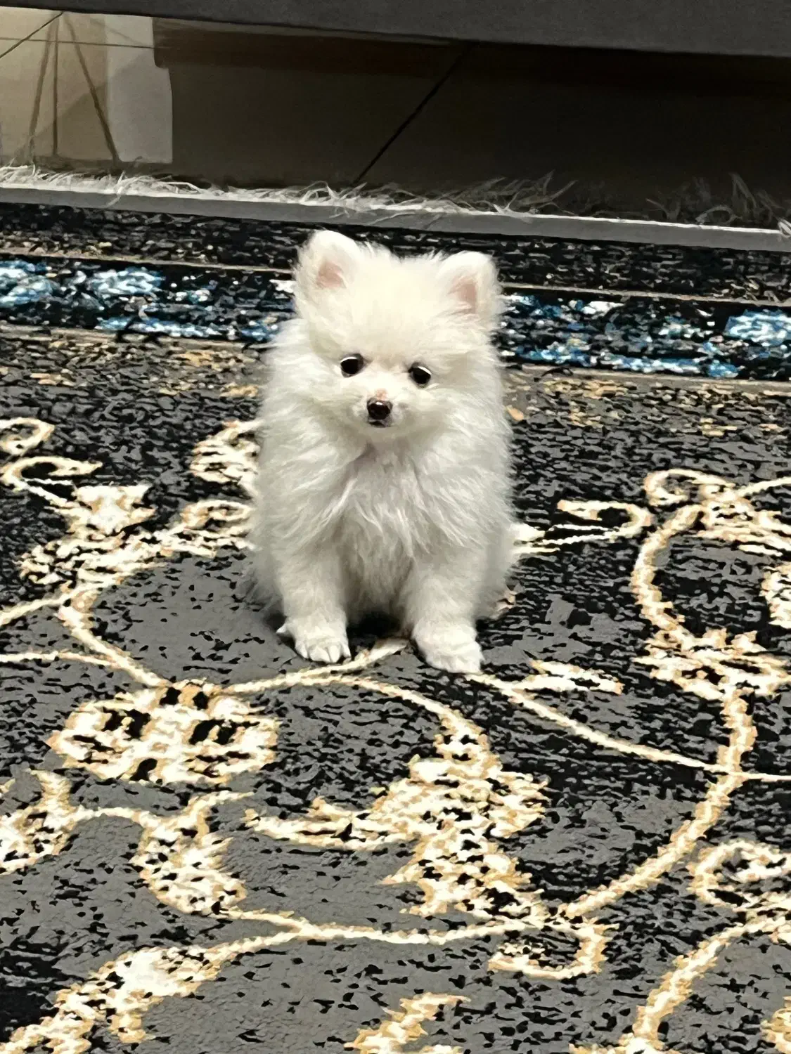 سگ پامر|سگ|تهران, مهرآباد جنوبی|دیوار