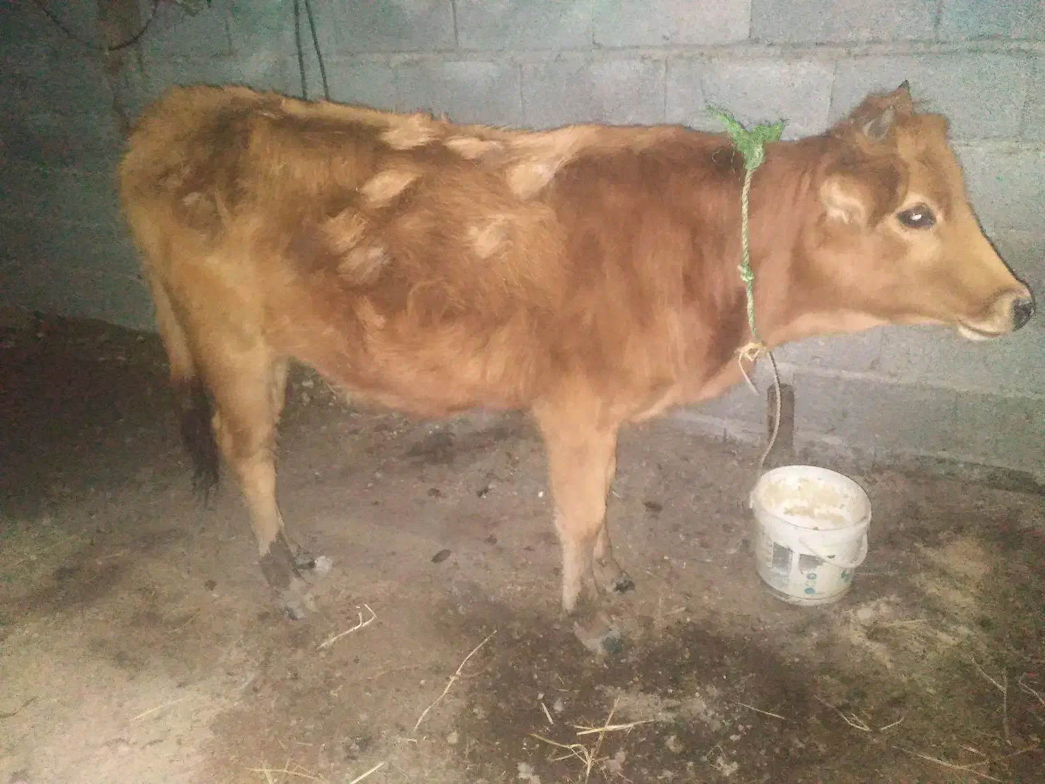 ‌گوساله‌ماده‌سرابی‌|حیوانات مزرعه|تالش, جوکندان|دیوار