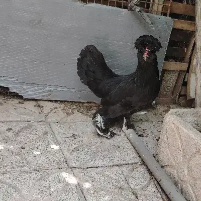 مرغ سلطان|حیوانات مزرعه|بومهن, |دیوار