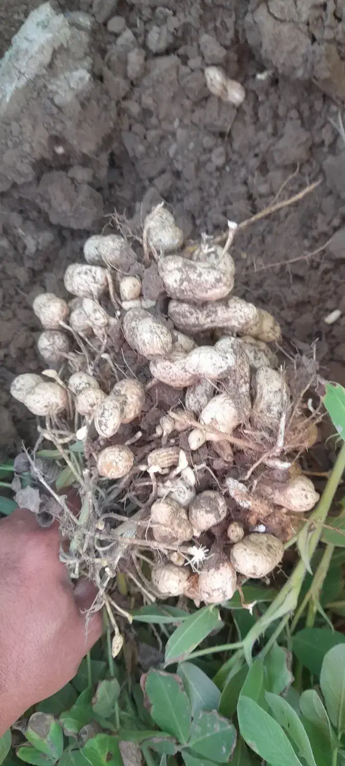 بادام زمینی متوسط|خوردنی و آشامیدنی|بران, |دیوار