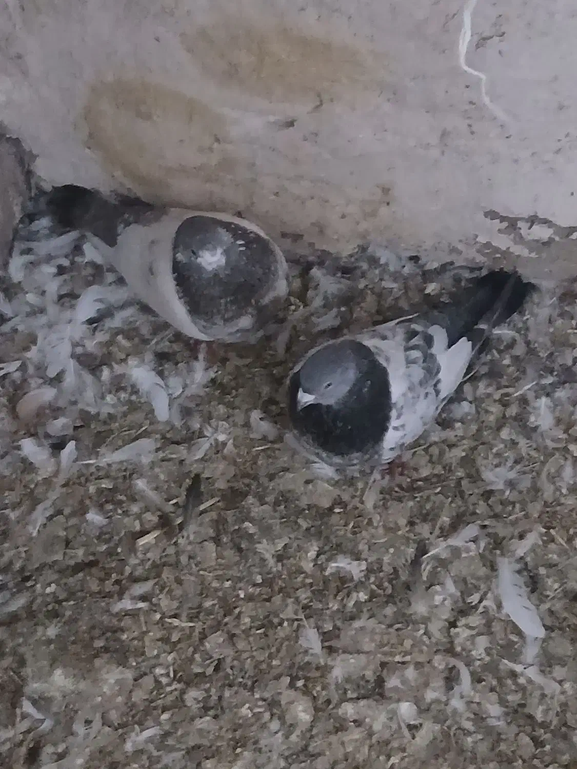 یه جفت تهرانی|پرنده|بروجرد, |دیوار