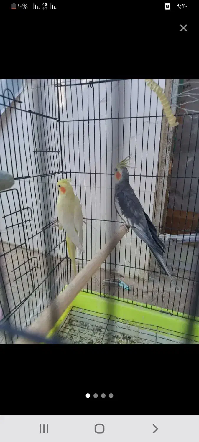 عروس هلندی نر وماده|پرنده|سبزوار, جهاد کشاورزی|دیوار