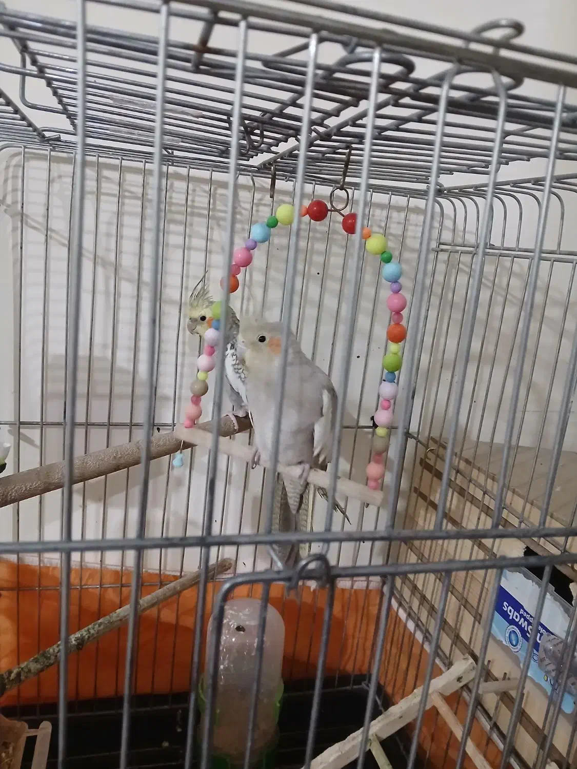 عروس هلندی|پرنده|هشتگرد, شهرک ارم غربی|دیوار